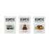 accomplice all three packages lined up
